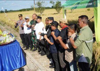 Syukuran Panen Padi Varietas Lokal “Sri Mulia” di Babulu, Polres PPU Dukung Ketahanan Pangan Bersama Petani