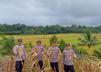 Panen Jagung Bareng Warga, Polsek Sebulu Perkuat Ketahanan Pangan