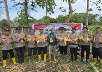 Panen Raya Jagung di Makroman, Polsek Samarinda Kota Perkuat Ketahanan Pangan