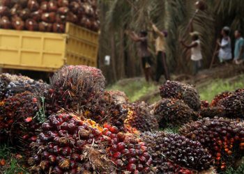 Harga TBS Sawit Kaltim Naik, Petani Rasakan Dampak Positif