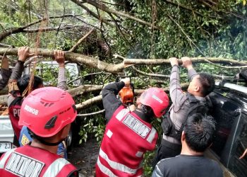Pohon Tumbang Timpa Mobil Warga di Balikpapan Permai, Brimob Polda Kaltim Lakukan Penanganan Cepat