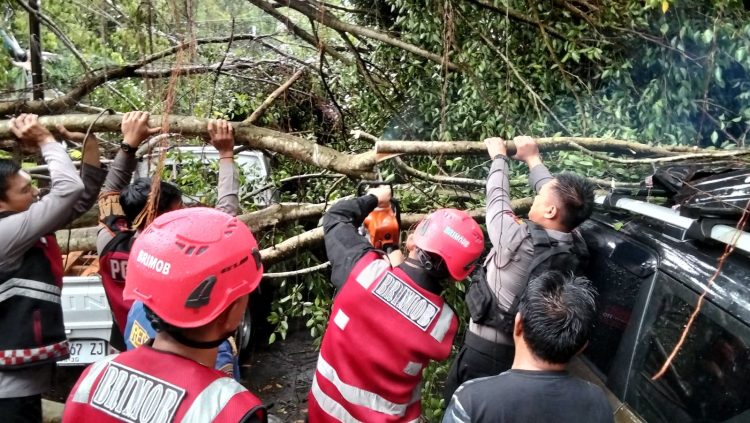 Pohon Tumbang Timpa Mobil Warga di Balikpapan Permai, Brimob Polda Kaltim Lakukan Penanganan Cepat