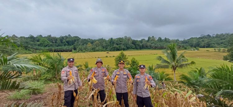 Panen Jagung Bareng Warga, Polsek Sebulu Perkuat Ketahanan Pangan